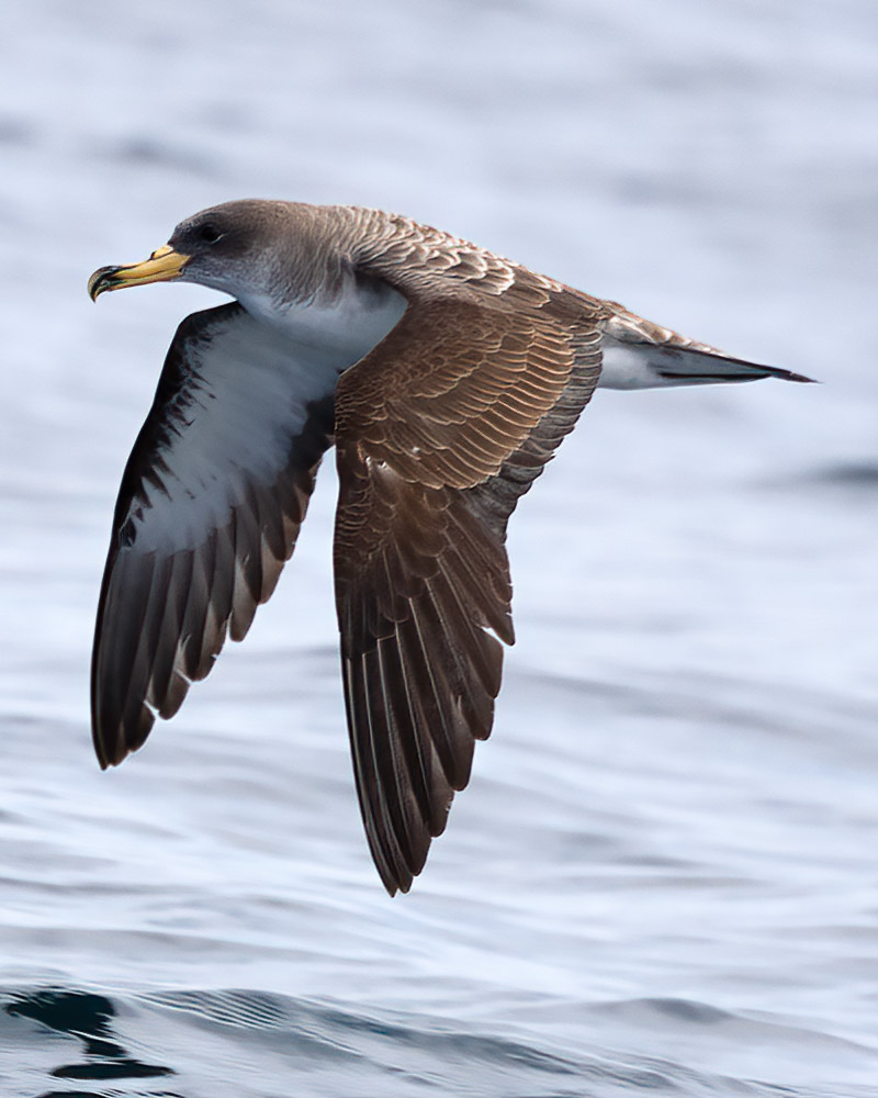 Cory's shearwater